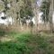 campo abandonado