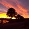 Araucaria al atardecer