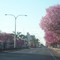 Boulevard Hipolito Yrigoyen