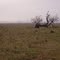 ARBOL SECO SOLO