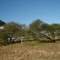 Arboles en Ayacucho
