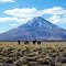 Volcan tromen desde la ruta