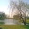 Lago Artificial (agua y arbol)