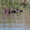 Aves en la Laguna de Los Padres