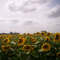 sunflowes