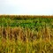 Girapampas Girasoles