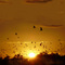 Amanecer dorado......!!!!!!!!!!!!!!!