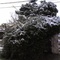 nieve en maquinista savio