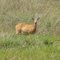 Ciervo de los Pantanos en guaraní guasu puku (Especie en extinción)