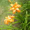 flores del barrio Santa Catalina