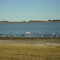 Fauna de laguna