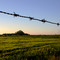 campo bonaerense