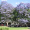 Jacaranda en Parque Los Andes