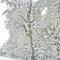tree after snowstorm
