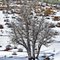 winter tree