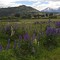 Lupinos en Cholila
