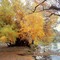 Otoño en Río Negro