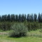 Montes Frutales