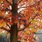 "Belleza otoñal"  Liquidambar styraciflua. *