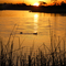 Atardecer en el Delta