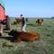 Campo1