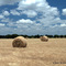Texas Hay