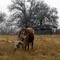 Texas Longhorn on LBJ’s Ranch