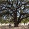 Oaktree, Riley's Bar-B-Q, Albert TX, 2011-09-04