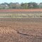 Fall fields 2011