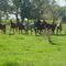 Caballos - Cnel. Vidal
