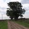 Arbol Coloso