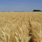 TRIGO Seco