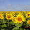 Girasol 1