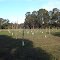 olivos 2011 2