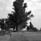 Árbol añejo