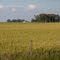 El campo