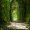 El túnel vegetal cerca de Andonaegui (jfe)