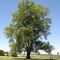 Eucalyptus Tree