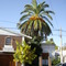 Hermoso ejemplar de palmera