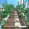 Hidroponia Parera - Tomates