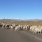 Ruta Nacional 242 - Neuquén - Argentina