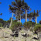 araucaria