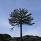 Araucaria sola, a Km. de Zapala.