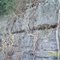 Old vines growing up the cliff