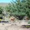 Deers in EA. Santa Isabel