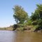 Arboles del rio