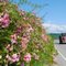 Wild Roses outside Greenback quarry