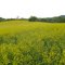 Canola