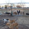 reserva canina