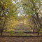 Otoño en Mendoza